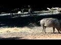 Warthogs On Safari Animal Kingdom