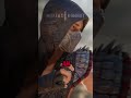 Mortal Kombat 1 Reptile Intros P6 Sindel Mk Dc Gaming Shorts