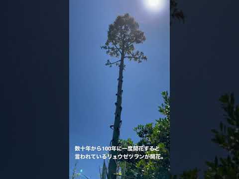 園芸 ウェーバーのリュウゼツラン