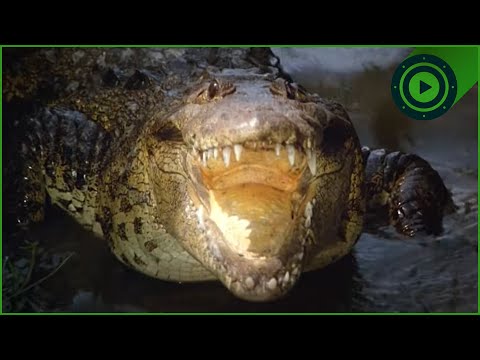 The "Death Roll" Explained: Nature's Most Brutal Tactic