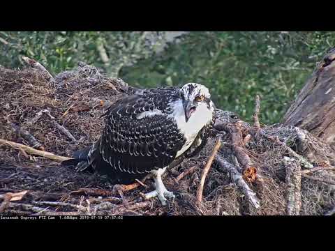 Fledgling Osprey Sounds Off Atop Savannah Nest – July 19, 2019