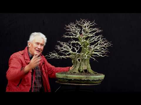 SandevBonsai - 2018. Bonsai sessions with Walter Pall/Part 2