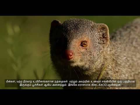 Vellode Bird Sanctuary