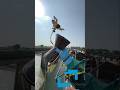 Ganesh Visarjan 2024 Ganpati Ganesh Nimajjanam 2024 Ganpatibappamorya Ganpati Visarjan 2024