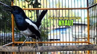 Download lagu PANCINGAN KACER bahan SUSAH bunyi, KACER GACOR NGEPLONG bikin KACER MANAPUN ikut GACOR mp3 Download lagu PANCINGAN KACER bahan SUSAH bunyi, KACER GACOR NGEPLONG bikin KACER MANAPUN ikut GACOR mp3