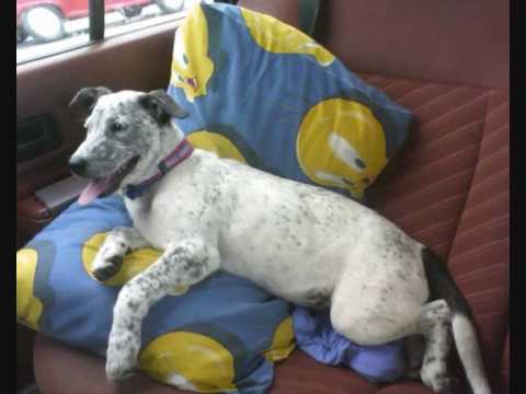 Buddy and Mango. (Who Let The Dogs Out - Baha Men)