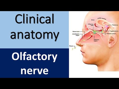 Neurology  I Olfactory nerve and pathways I cranial nerve I clinical questions & answers