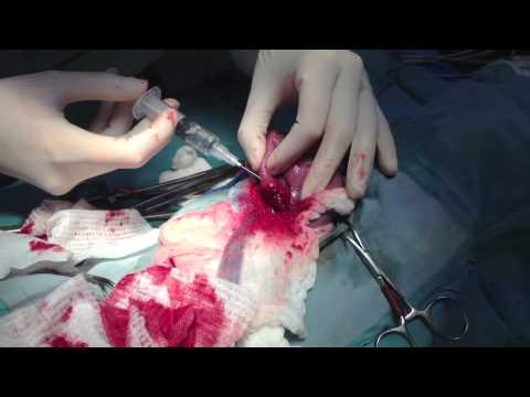 Intestinal Surgery on a Cat. Removal of a Mystery Foreign Body!