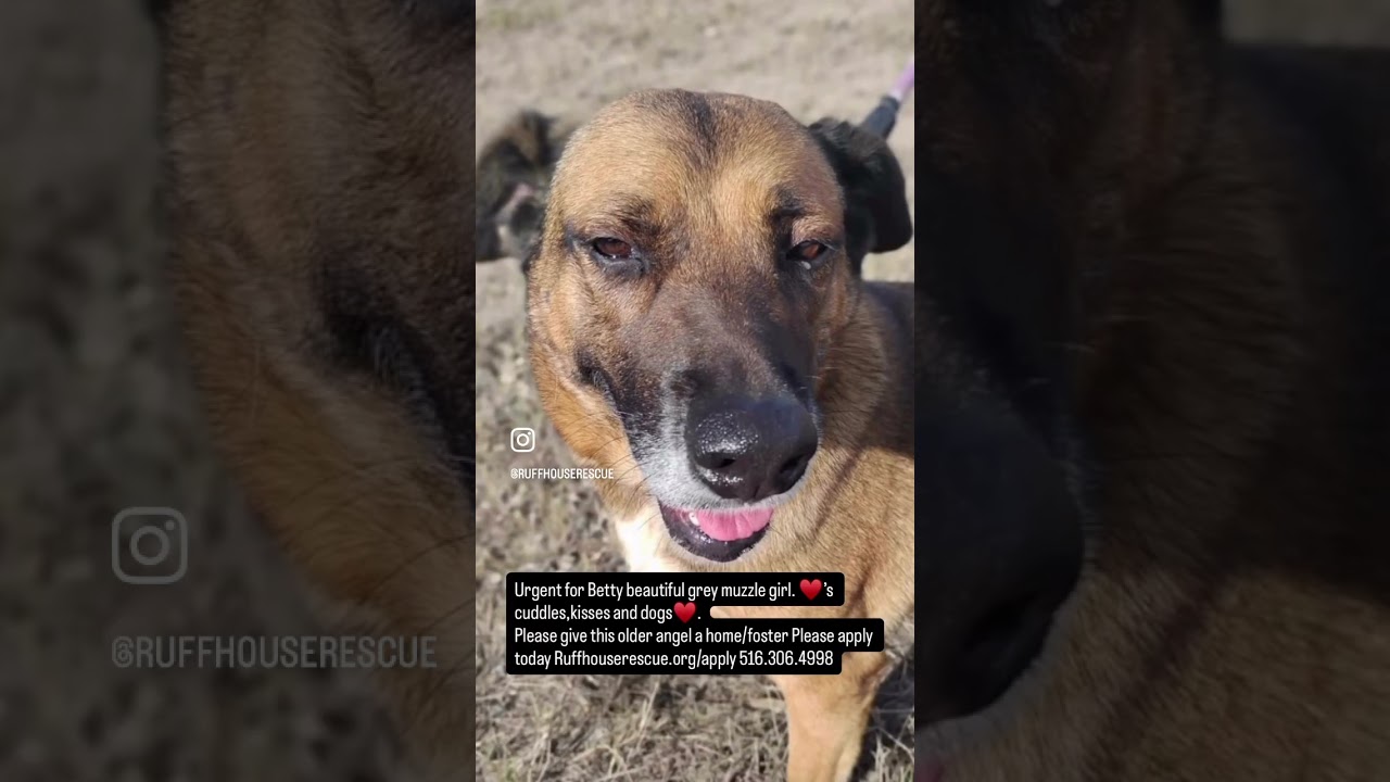 Enlarge Betty, a Adoptable mixed breed in Oceanside, NY video 6/6