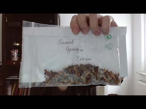 Reingeschmeckt - Sweet Georgia Brown