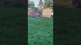 Video preview image #1 Staffordshire Bull Terrier-Unknown Mix Puppy For Sale in Princeton, MN, USA