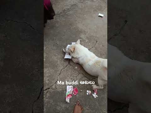 Please subscribe  dog lover 😗