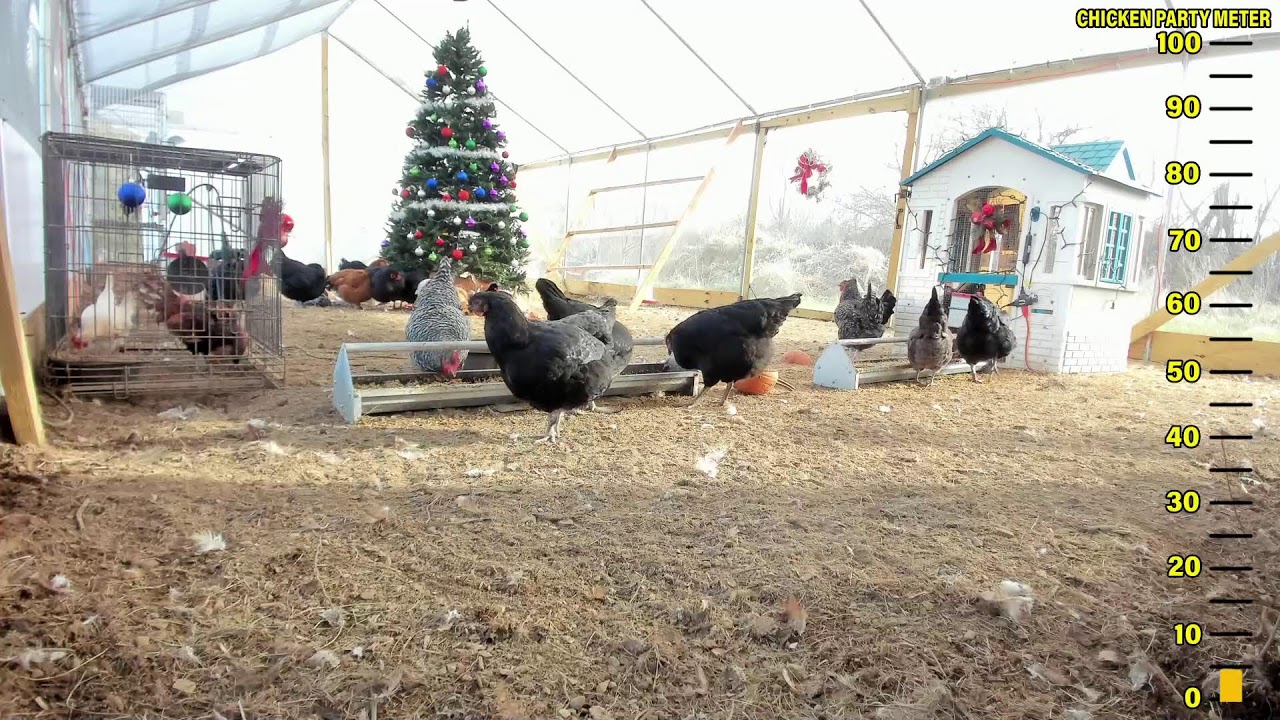 Chicken City Live Stream