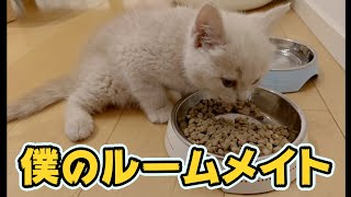 【足長マンチカン】#1 生後49日の猫とルームシェア