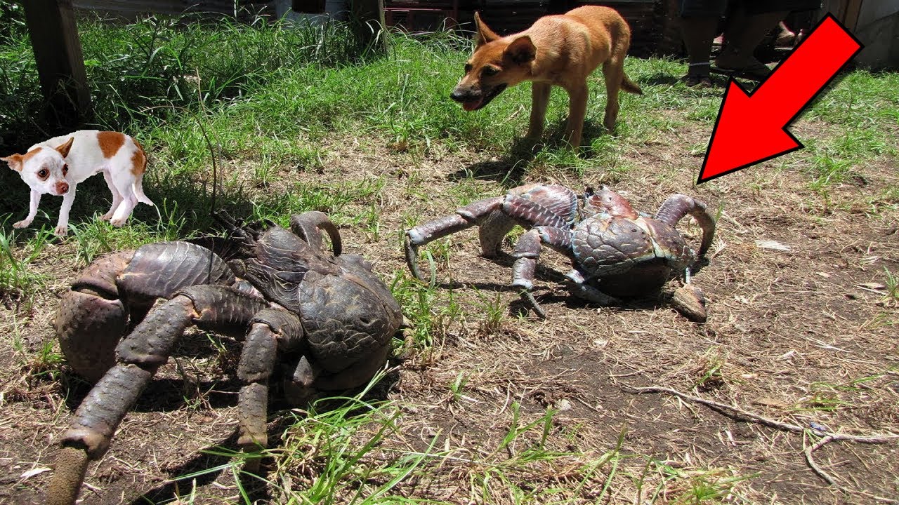 Top 5 Biggest Crustaceans That Will Terrify You