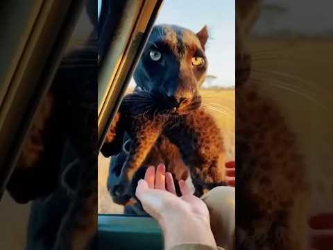 새끼를 노린 하이에나들.. 흑표범의 운명은?/Hyenas targeted the cub… what is the fate of the black panther? #wildlife