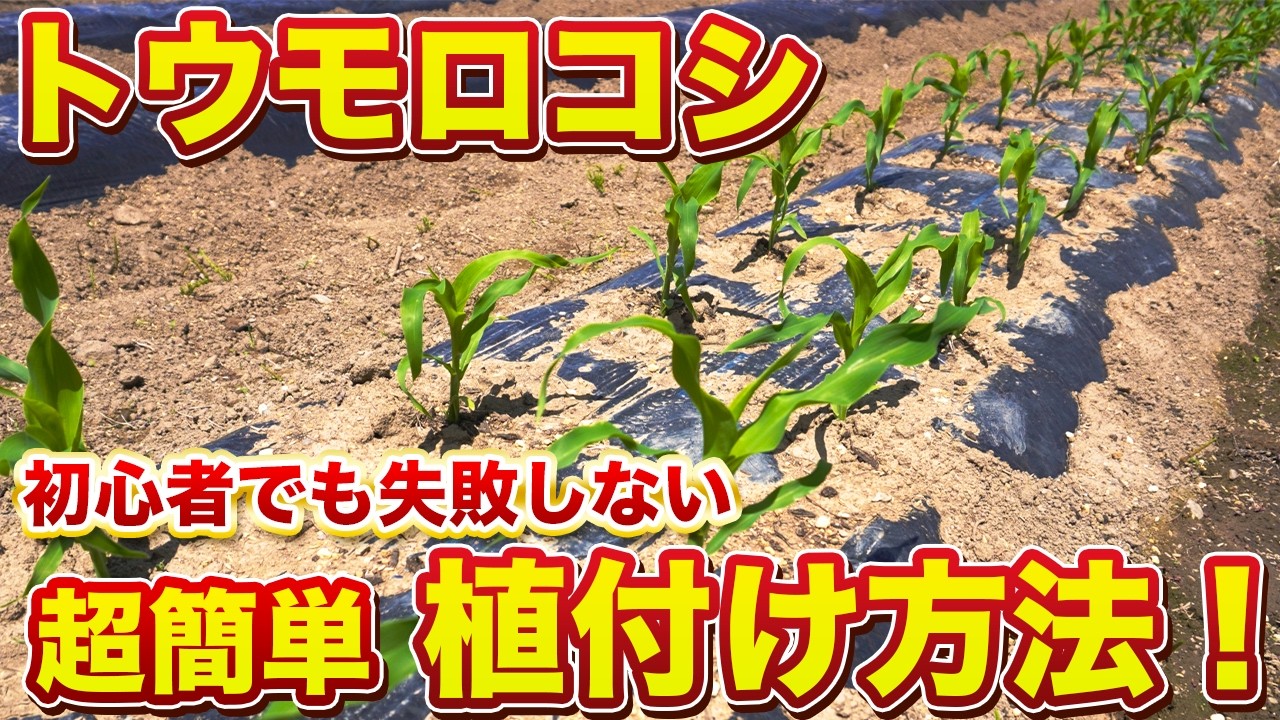 大きく育てるコツはタイミングと植え方が重要です！家庭菜園でトウモロコシは簡単に作れます！