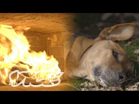 YouTube video about: Can my dog smell my other dogs ashes?