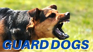 DOGS BARKING!! Angry Dogs  Real Guard Dogs  Defend