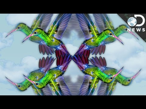 The Most Surprising Facts About Hummingbirds!