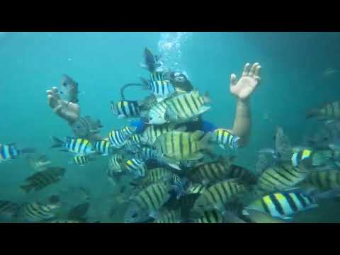 Scuba diving experience at Tarkarli beach