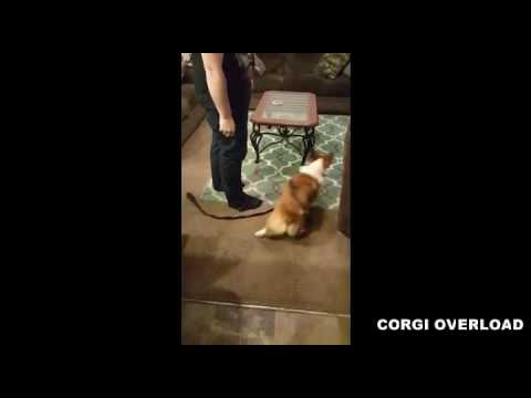 CORGI vs PICKLE