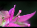 Secret Garden-Chaconne