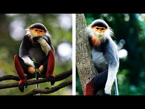 The World's Most Beautiful Primate