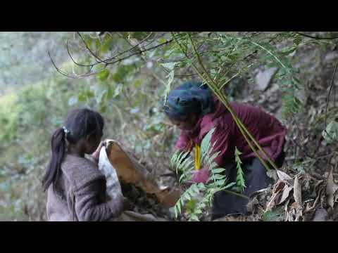 Mountain village life || Firewood collecting technique