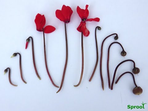 How to look after your cyclamen, tips and tricks to make them last longer