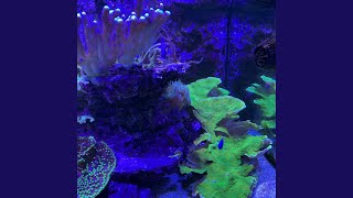 Download lagu Bulan sabit mp3 Download lagu Bulan sabit mp3