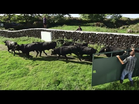Nascem Selvagens - Bulls Born Wild - (JAF Cattle Ranch) - Azores