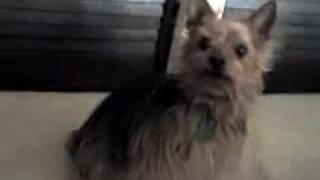 Dog says time to get up!