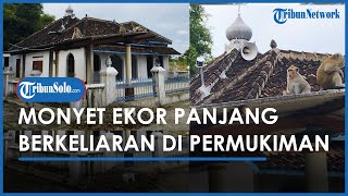 Berita Solo Hari Ini: Monyet Ekor Panjang Berkeliaran di Mireng Klaten Bikin Resah, Warga Was-was