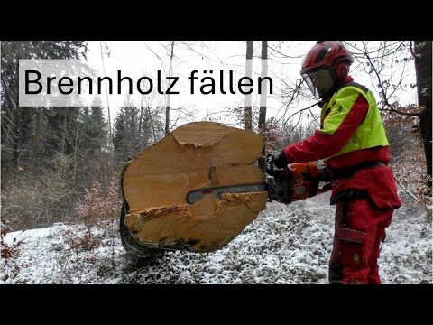 🌲Firewood without risk – felling beech trees correctly with the Husqvarna 564 XP #wildaboutforest
