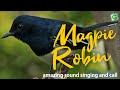Oriental Magpie Robin Song Singing Sound And Call