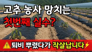 고추농사 잘 짓고 싶다면 밑거름비료 퇴비 이렇게 주면 고추가 병 없이 주렁주렁 잘 자랍니다!