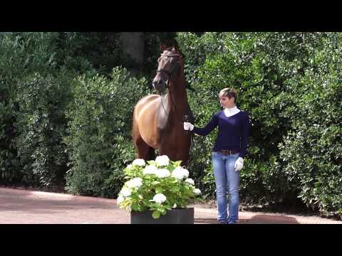 Conthargos Hengstkollektion Englisch 2019