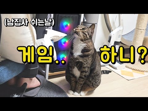 와..남집사가 쉬는날 게임만 했더니 고양이가 보여준 놀라운 행동 : 진짜 사람이냐구!!