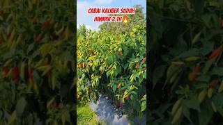 Download lagu Bebih Caliber Chilies Are Proven to Be Joss🔥🌶 #chilli #chili #farming #agriculture #chilifarming mp3