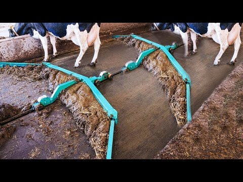 Amazing Modern Automatic Cow Farming Technology - Feeding, Cleaning Milking Machines #StopAsianHate