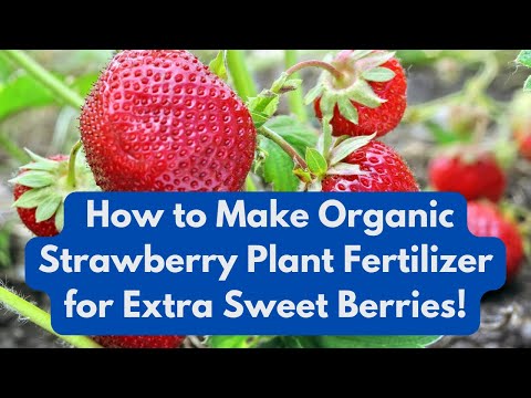 How to Make Organic Strawberry Plant  Fertilizer for Extra Sweet Berries!