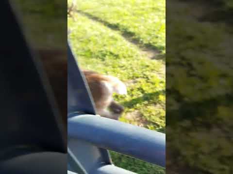 Feeding time for our reindeer herd at apthorp farms