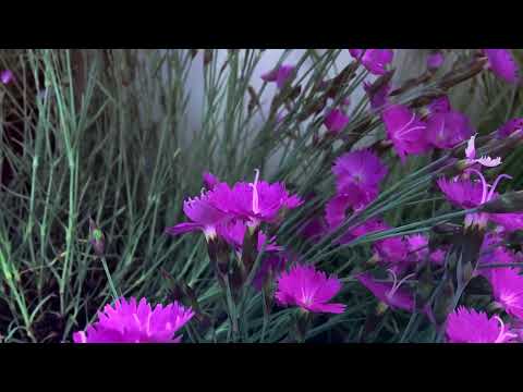 Harmonize o seu ambiente com músicas espíritas!