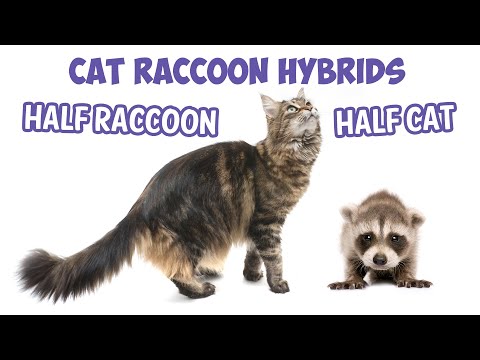 Cat Raccoon Hybrids - Half Raccoon Half Cat - Maine Coon Cat Breed Origin