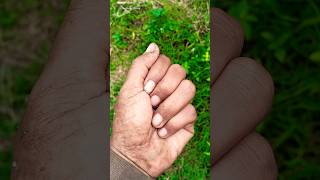 Download lagu This Hairy Caterpillar Drowned π₯ mp3 Download lagu This Hairy Caterpillar Drowned π₯ mp3