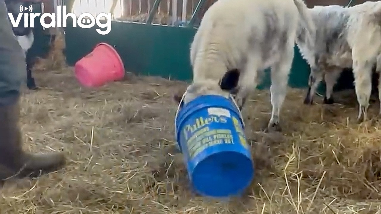 Bucket Caught of Calf's Head || ViralHog