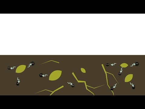 Best4Soil: Biofumigation – Praktisk Information, Fordele & Ulemper