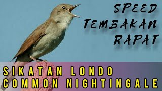 Download lagu Masteran suara burung SIKATAN LONDO / NIGHTINGALE gacor dan speed rapat mp3