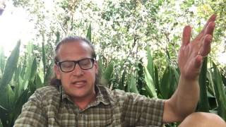 New dog attacking old dog, Free Skype #15 Solid K9 Training